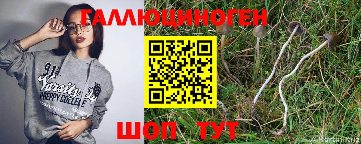 Галлюциногенные грибы Psilocybe Пугачёв